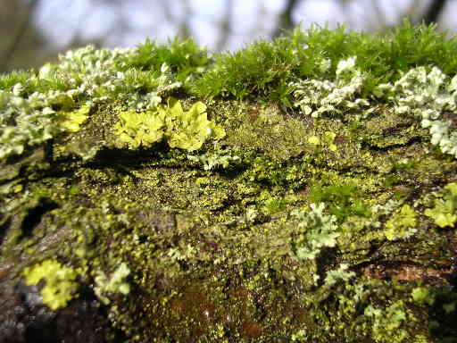 Lichens sur vieux bois