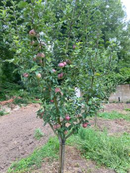 Beaux arbres 3