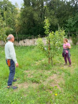 inspection des arbres