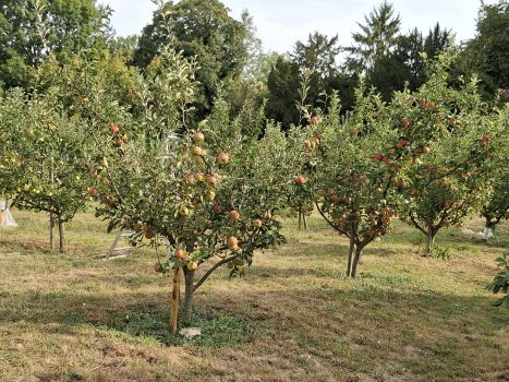 20250813 101440 arbres 2