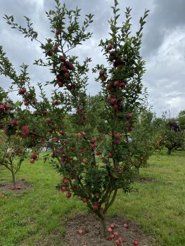 20250910 131208525 iOS