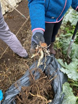 20251029 142619044 iOS trouvaille arum tigré