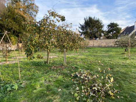 20251105 153035374 iOS taille cognassier