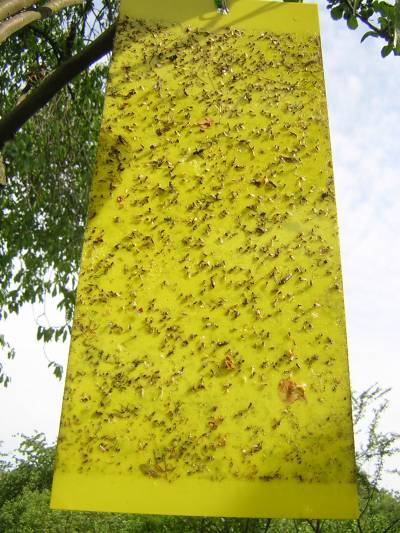 Pièges jaunes mouches de la  cerise